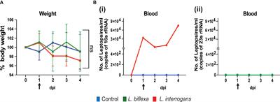 Inflammatory Signatures of Pathogenic and Non-Pathogenic Leptospira Infection in Susceptible C3H-HeJ Mice